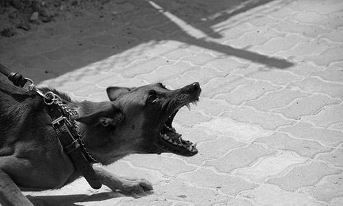 Dog Bites